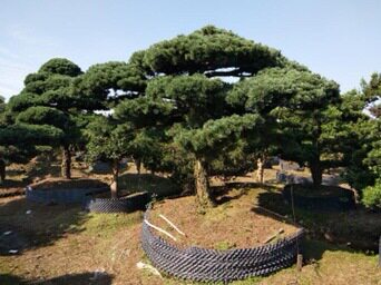 宁波奉化造型五针松庭院别墅风景树广场公司门面树精品苗木基地