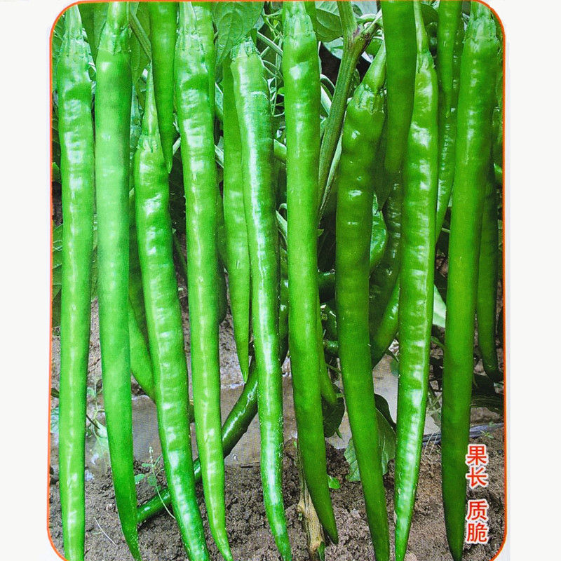 长线椒种子辣椒种籽高产春秋季特长菜椒种孑大棚农家专用阳台盆栽