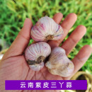 云南紫皮大蒜头红皮大蒜9斤 大理三瓣蒜农家自产高原红皮香蒜 包邮