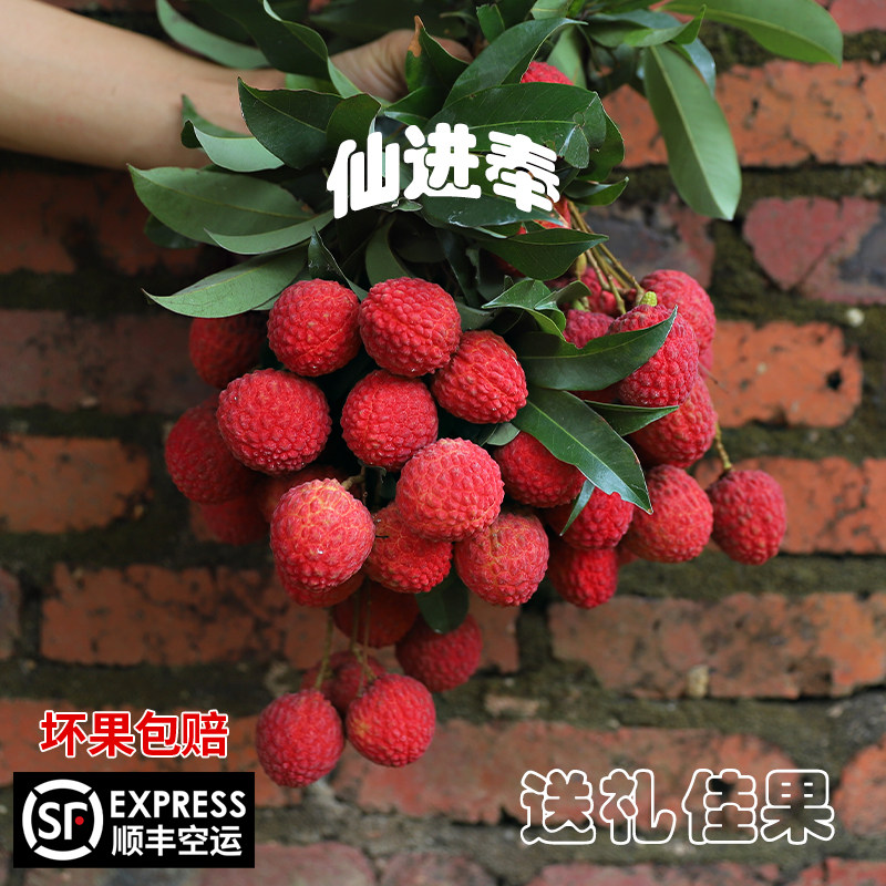 新鲜仙进奉荔枝应季孕妇水果冰梨荔枝现摘广东5斤发顺丰空运包邮