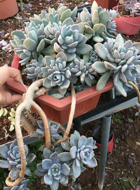 绿植冬美人阳台群生悬崖多肉植物