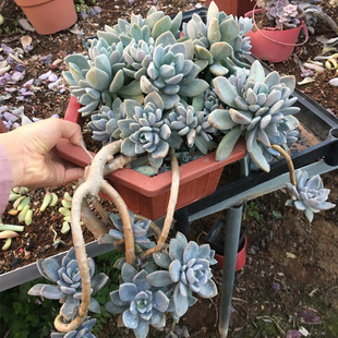 冬美人老桩室内阳台多肉植物好度夏耐寒一物一拍悬崖造型美观萌肉