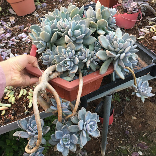 多肉植物冬美人价格 多肉植物冬美人图片 星期三