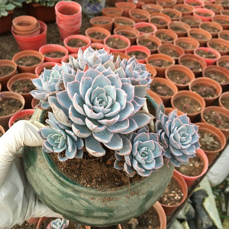 蓝石莲大株多肉一物一拍木质化桩好养蓝姬莲蓝色造型老桩阳台植物