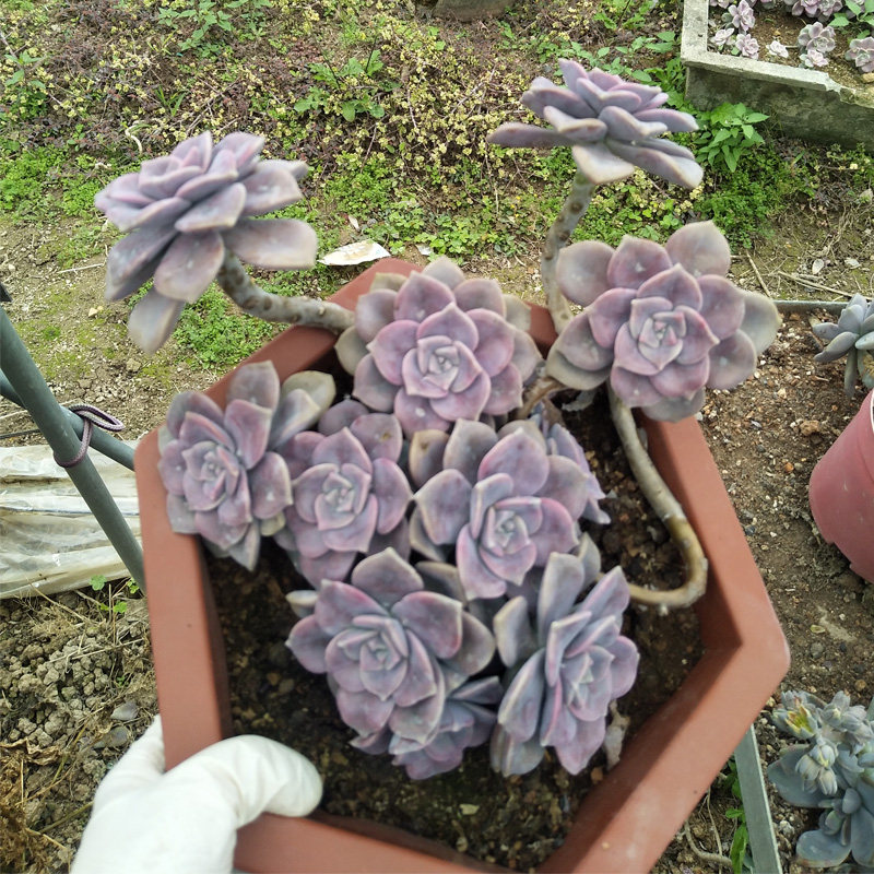 多肉紫乐老桩悬崖好养植物景天科超大颗木质化大老桩阳台庭院盆景