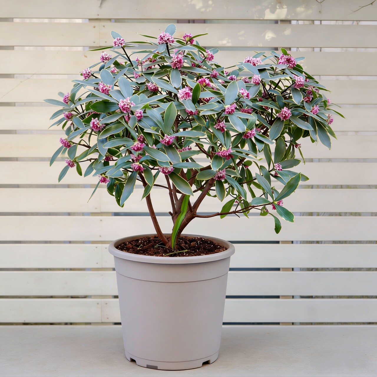 四季常青年宵金瑞香花名贵盆景图片