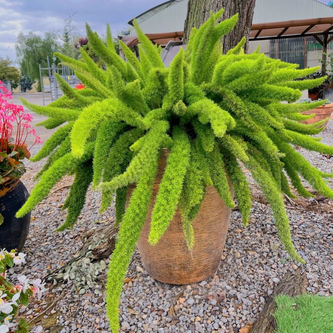 狐尾天门冬盆栽窗台阳台庭院耐热观叶植物四季常青多年生好养易活