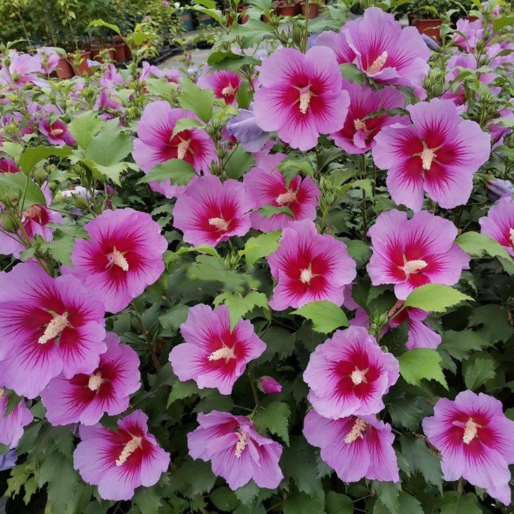 大花木槿可食用耐寒耐热好养盆栽