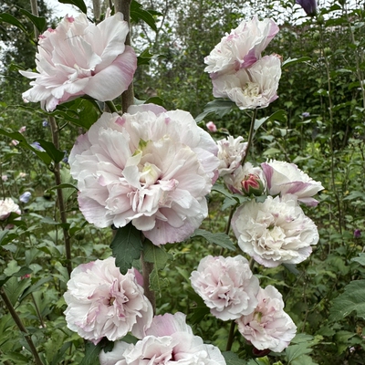 木槿花阳台庭院四季开花耐寒耐热