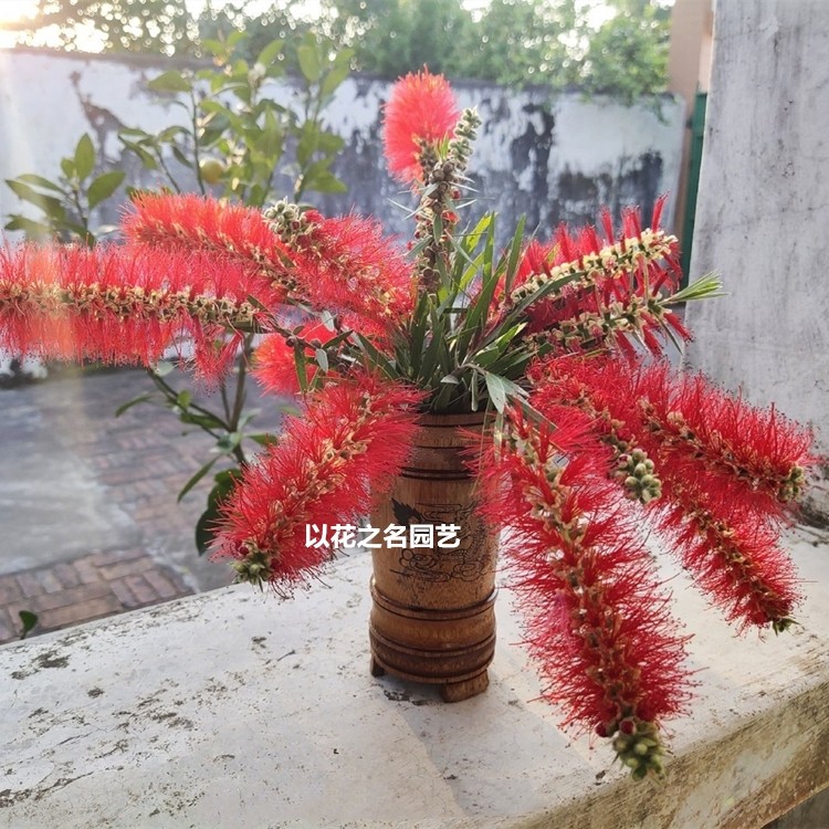 红千层树苗 庭院花园常绿花灌木观花盆栽木刷子树金宝树耐寒耐热