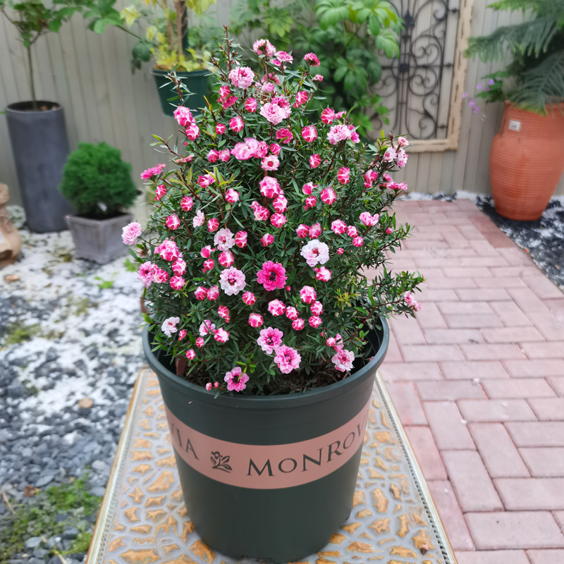 绿植澳洲窗台带原盆松红梅包邮图片