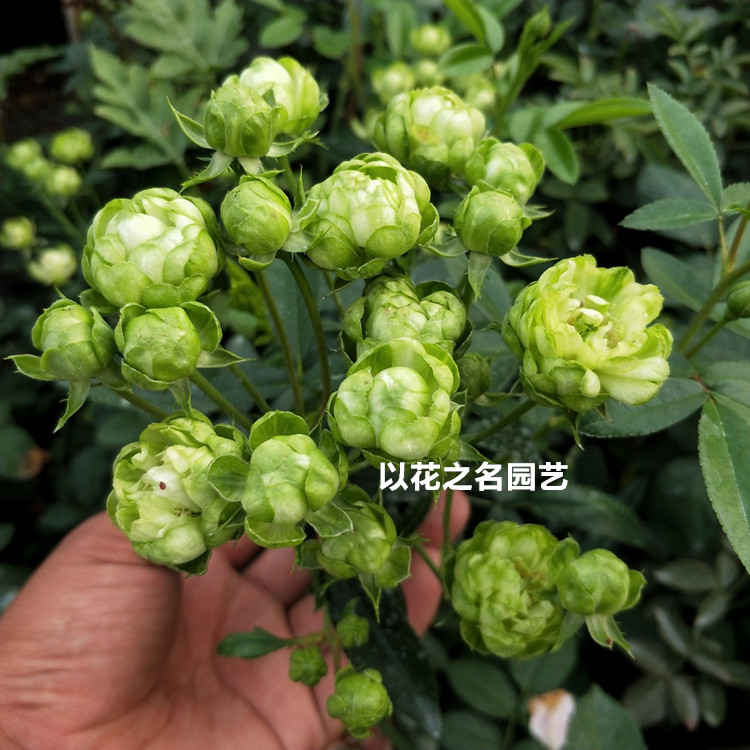 日月微型月季 闪电 艾克莱尔 绿色月季花 多头超丰花 带花发货