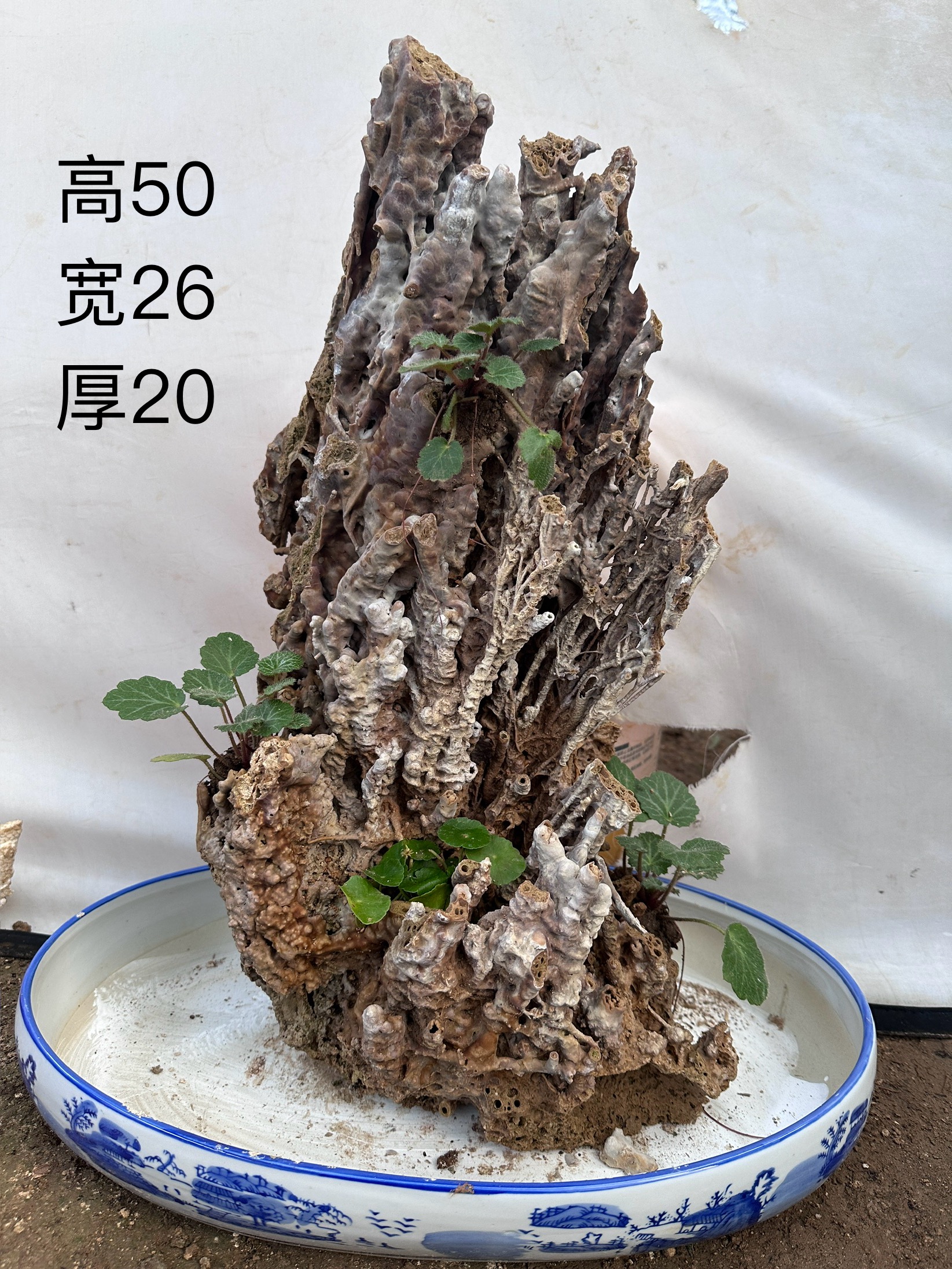 纯天然上水石钟乳石吸水石假山盆景鱼缸造景石天然芦管石