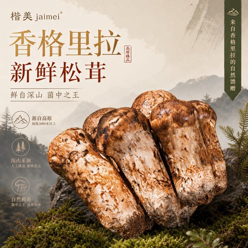 新鲜野生松茸煲汤礼盒装顺丰速发