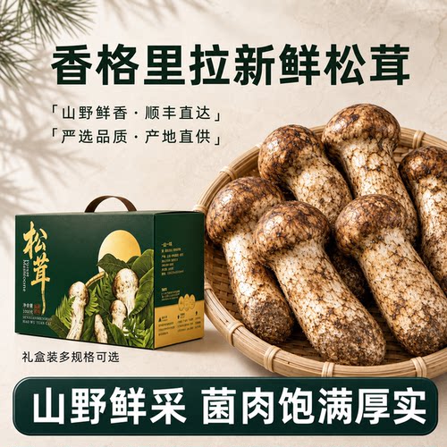 新鲜采摘野生松茸礼盒装顺丰速发