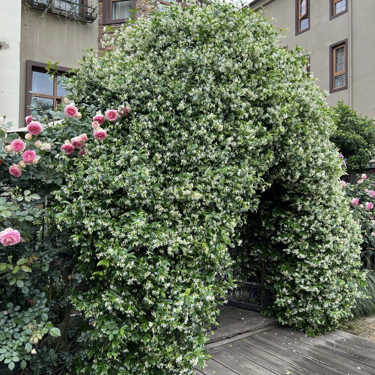风车茉莉盆栽粉色银丝茉莉黄色络石藤爬藤植物耐寒四季常青芳香花