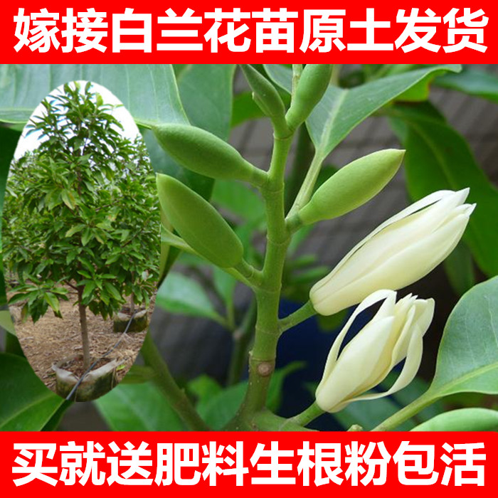 嫁接白兰花树苗盆栽包邮正宗黄桷兰花苗绿植室内浓香型花卉除甲醛在类目 鲜花速递/花卉仿真/绿植园艺, 花卉/绿植盆栽（新）, 绿植中 - 来自Buy2taobao.com提供专业的淘宝代购服务