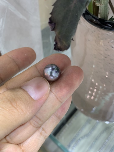 520礼物 完美无瑕12.78mm大溪地铂金灰裸珠 真科研SS一级证书