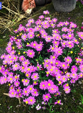四川花镜植物销售姬小菊花园园林景观设计施工四季开花紫色花花