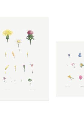 liveart法国画家Pierre-Joseph Redouté 花卉植物原版海报画芯3