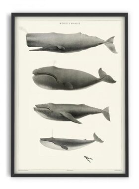 liveart进口荷兰PSTR Studio鲸鱼小众原版装饰画World's Whales
