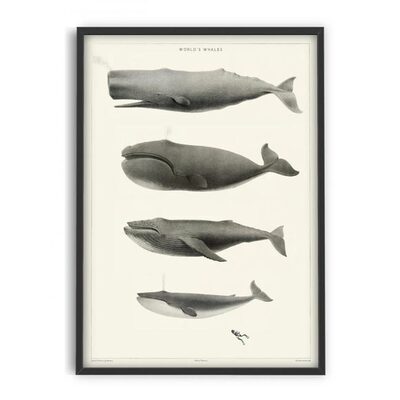 鲸鱼小众原版装饰画World's