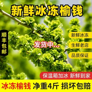 包邮 2025冰冻榆钱新鲜速冻榆钱榆钱子当季 野菜做窝窝头顺丰