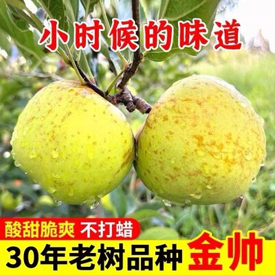金帅苹果丰县大沙河金帅老品种