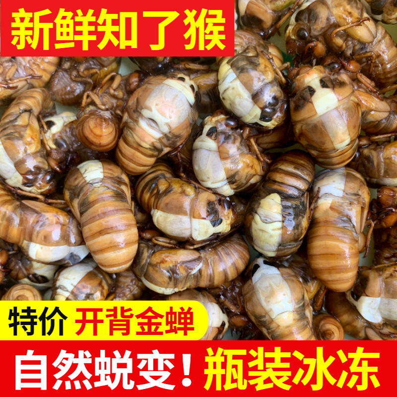 2025新鲜金蝉知了蜕变冰冻发货