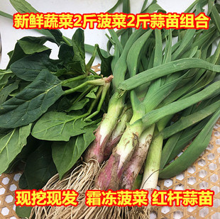 新鲜蔬菜菠菜蒜苗组合装霜冻菠菜红根蒜苗农家现挖4斤装