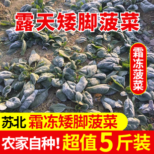 【现挖】露天菠菜新鲜蔬菜红根矮脚5斤现挖红根农家自种产地速发