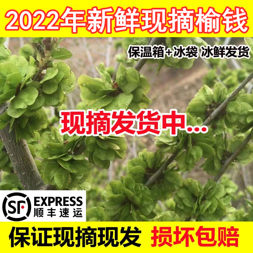 【现货】现摘榆钱榆串新鲜榆钱3斤29.6元钱串子野菜顺丰快递|msdalam kategori daging perikanan/Buah-buahan segar dan sayur-sayuran/dimasak, sayur-sayuran segar/Vegetable Products, sayur-sayuran segar, lain - dari Buy2taobao.com untuk memberikan perkhidmatan ejen Taobao profesional membeli