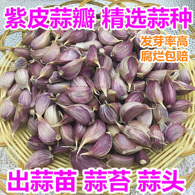 紫皮新鲜种籽硬杆独头干蒜