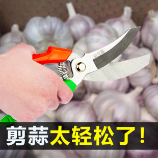 大蒜剪子剪蒜果树修枝剪树枝剪刀园艺园林花艺花剪粗枝剪专用神器