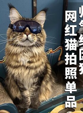 缅因猫眼镜饰品头饰宠物戴的猫咪专用小墨镜猫猫护目镜防风镜