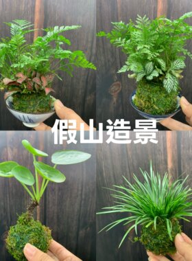 苔藓球水培绿植假山流水水陆缸造景迷你拇指小盆栽蕨创意新奇植物