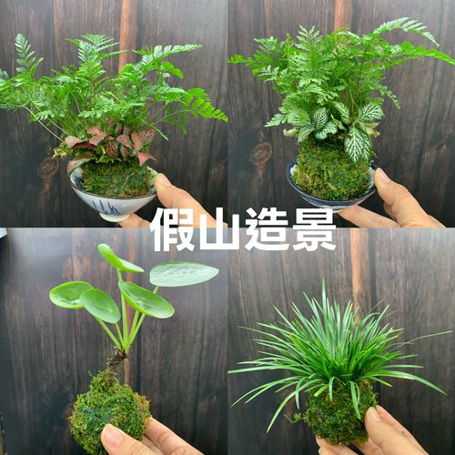 苔藓球水培绿植假山流水水陆缸造景迷你拇指小盆栽蕨创意新奇植物