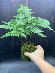 鳞红蕨苔藓球水培蕨类植物老桩红鳞毛蕨水陆缸造景室内客厅小盆栽