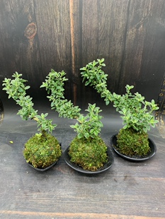 苔藓球金边提根悬崖六月雪小盆景白花禅意阳台好养桌面盆栽微景观