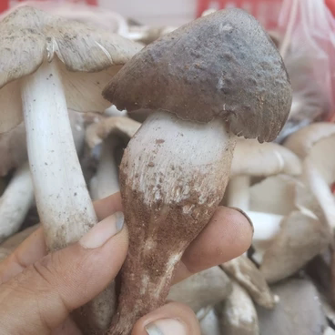 云南楚雄本地红把鸡枞菌新鲜野生食用独鸡枞菌空运冷链包邮极速发
