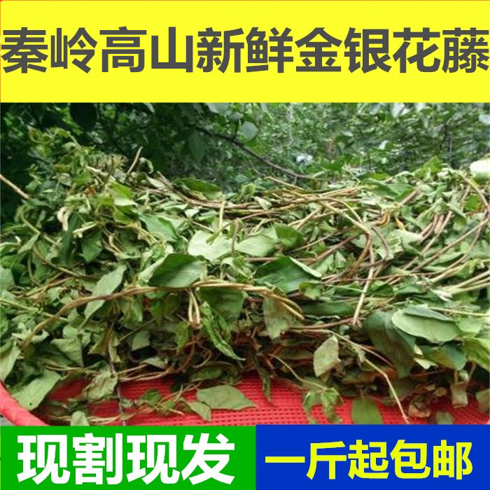 新鲜忍冬藤金银花宝宝泡澡广东凉茶专用新鲜金银花藤