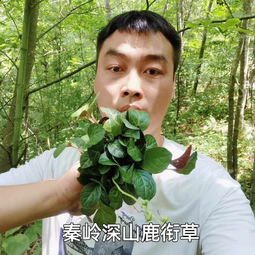 秦岭深山正宗紫背鹿含草天葵秋海棠散血子红叶马蹄鹿衔草500g包邮
