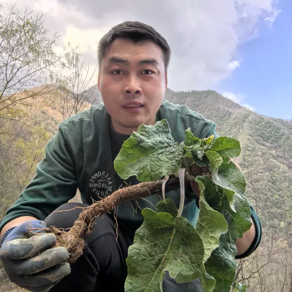 秦岭深山新鲜现挖现发大力山牛蒡子根苗中药煲汤泡茶原料5斤包邮