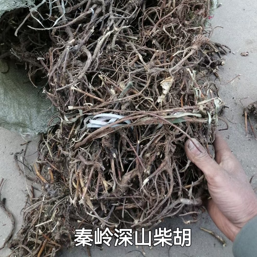 秦岭深山新鲜北柴胡整颗竹叶硬苗韭叶柴胡500g食用包邮非南柴胡