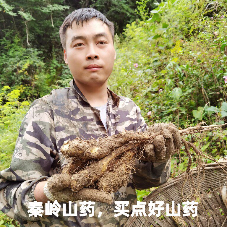 野生秦岭现发糯香煲汤包邮淮山药