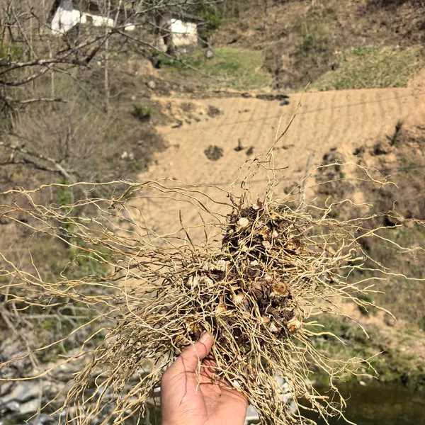 秦岭深山新鲜大伸筋草老君须土春根500g包邮无硫晒干煲汤泡酒