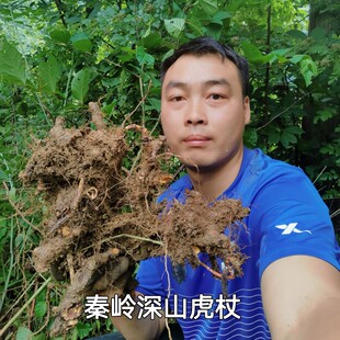秦岭新鲜晒干虎杖根片粉斑庄根500g包邮干货正品大接骨酸桶芦杆
