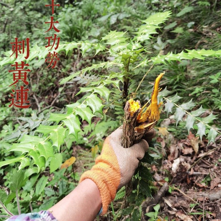 秦岭阔叶十大功劳木无硫新鲜八角猫儿刺土黄柏黄连1斤切片包邮