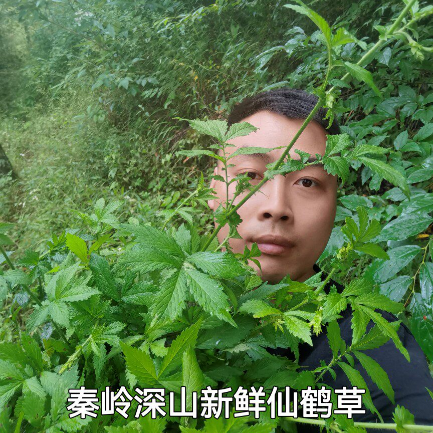 秦岭深山新鲜仙鹤草500g龙芽草地仙草瓜香草根可磨粉包邮晒干无硫