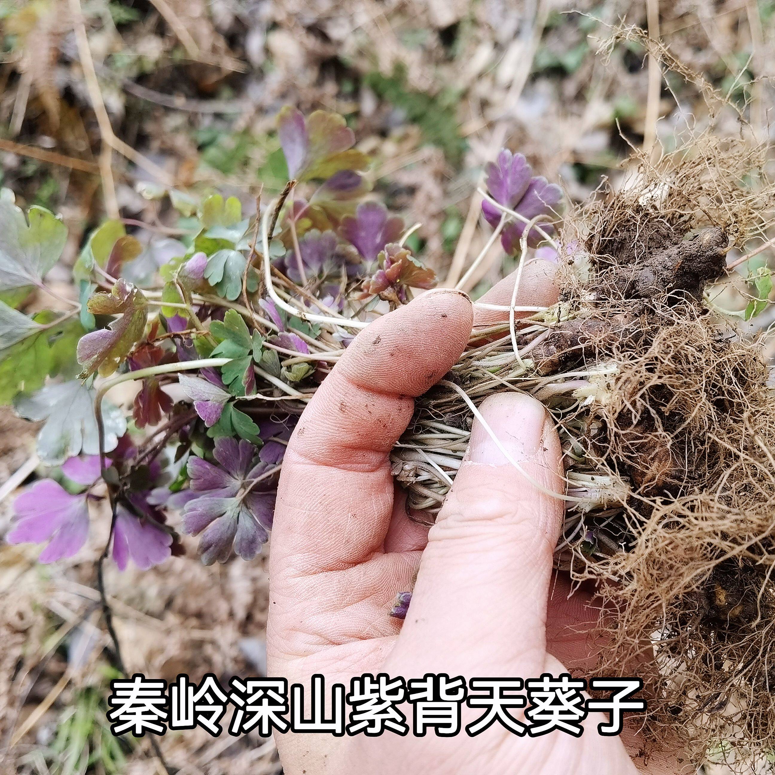 秦岭深山紫背天葵根天葵草千年老鼠屎金耗子屎天葵子500g包邮无硫